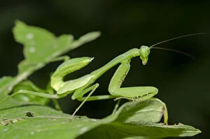 Animalia Gallery: Praying Mantis - on leaf - Klungkung, Bali, Indonesia     Date: 05-Nov-04