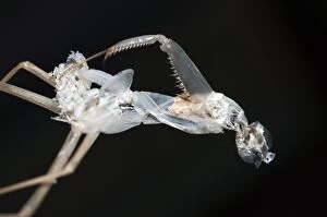 Images Dated 1st February 2016: Praying Mantis Praying Mantis moulted exoskeleton Klun