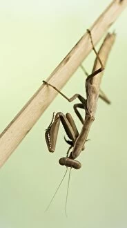 Praying Mantis on stick