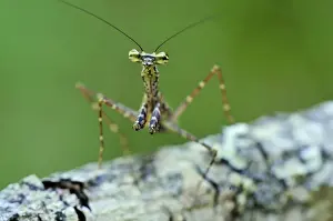 Praying Mantis on tree bark - Andasibe-Mantadia National Park - Eastern-central Madagascar