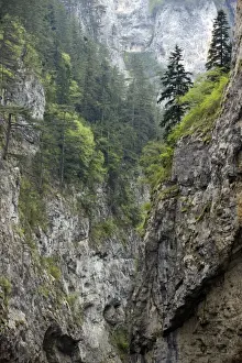 Sheer Prints: Precipitous limestone cliffs - with spruces trees on a misty day in the Trigrad gorge - Rhodopi Mountains - Bulgaria