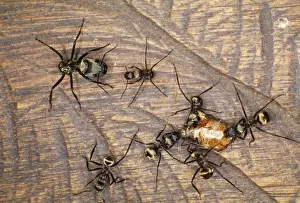 Seven Prints: Predator Ants Amazon Rain Forest