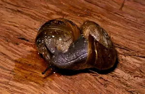 Gastropods Prints: Predatory snail - attacking the introduced garden snail (Helix aspersa)