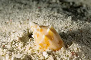 Sea Snails Prints: The predatory snail, known as a volute