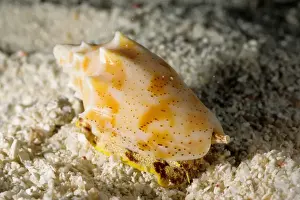 The predatory snail, known as a volute, (Cymbiola sp) is sniffing the water through its extended siphon to detect its prey. Great Barrier Reef Marine Park, Queensland, Australia