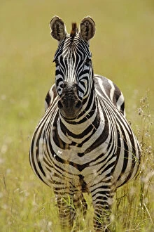 Pregnant Burchellis Zebra, Equus burchellii