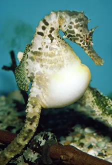 Bizarre Collection: Pregnant Seahorse - male