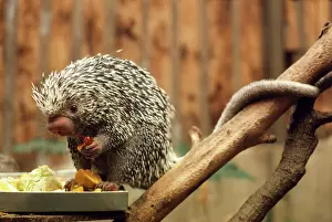 Captivity Prints: Prehensile-tailed Porcupine