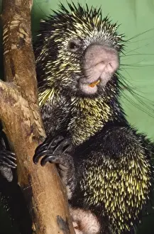 Prehensile-tailed Porcupine