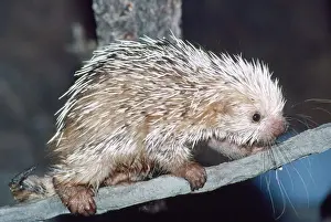 Porcupine Prints: Prehensile-tailed Porcupine Rainforests of Mexico