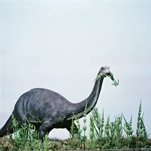 Reconstructions Prints: Prehistoric Reconstruction AH 57 Brontosaurus / Apatosaurus 65 ft long