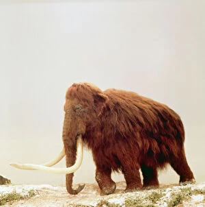 Extinct Collection: Prehistoric Reconstruction AH 86 Woolly Mammoth © Arthur Hayward ARDEA LONDON