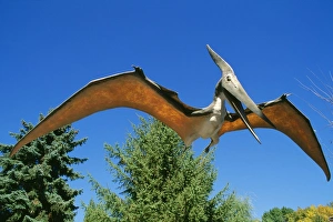 Images Dated 16th June 2006: Prehistoric Reconstruction - Archeopteryx