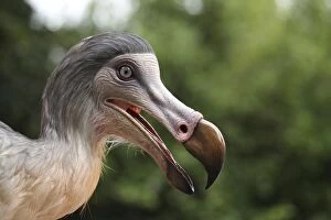 Images Dated 6th August 2013: Prehistoric Reconstruction: Dodo - head and neck