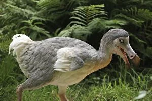 Images Dated 6th August 2013: Prehistoric Reconstruction: Dodo - walking