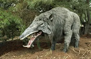 Pigs Prints: Prehistoric Reconstruction - Giant Warthog - height 7 ft - lengh 11 ft - weight 2000 lb - Great Plains USA - Oligocene