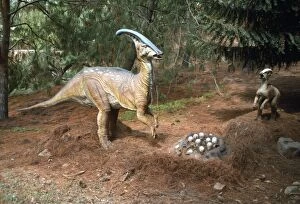 Images Dated 18th October 2011: Prehistoric Reconstruction - Hadrosaur / Parasaurolophus - Western North America