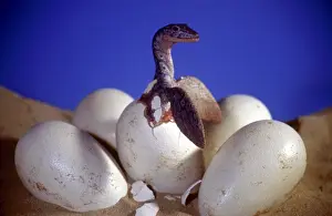 Prehistoric Reconstruction - Hatchling Plesiosaur C. Oxoniensis Late Jurassic
