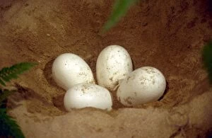 Images Dated 20th June 2006: Prehistoric Reconstruction - Plesiosaur Eggs in nest chamber, C. Oxoniensis Late Jurassic