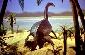 Images Dated 20th June 2006: Prehistoric Reconstruction - Plesiosaur Laying eggs, C. Oxoniensis Late Jurassic