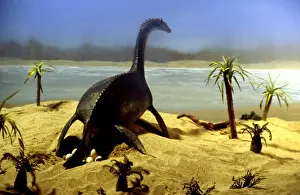 Prehistoric Reconstruction - Plesiosaur laying eggs, C. Oxoniensis. Late Jurassic