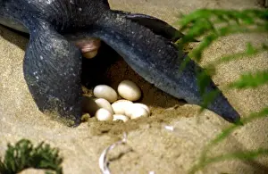 Prehistoric Reconstruction - Plesiosaur Laying eggs, C. Oxoniensis Late Jurassic