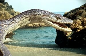 Images Dated 11th September 2007: Prehistoric Reconstruction: Plesiosaurus macrocephalus - Adult crawling down beach to Jurassic sea