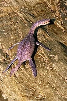 Images Dated 11th September 2007: Prehistoric Reconstruction: Plesiosaurus macrocephalus - Immature specimen basking on rocks