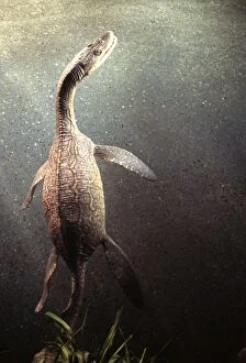 Images Dated 11th September 2007: Prehistoric Reconstruction: Plesiosaurus macrocephalus - Adult swimming -Lower Lias of Lyme Regis