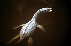 Images Dated 11th September 2007: Prehistoric Reconstruction: Plesiosaurus macrocephalus - Immature specimen swimming on the surface
