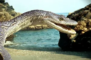 Reconstructions Prints: Prehistoric Reconstruction: Plesiosaurus macrocephalus - Adult crawling down beach to Jurassic sea