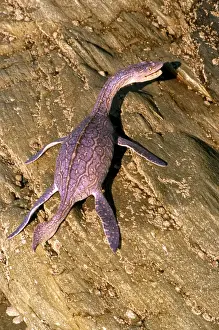 Prehistoric Reconstruction: Plesiosaurus macrocephalus - Immature specimen basking on rocks