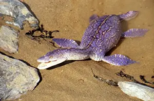 Prehistoric Reconstruction: Plesiosaurus macrocephalus - Immature specimen crawling ashore