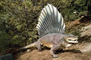 Reconstructions Prints: Prehistoric Reconstruction - pre-dinosaur dimetrodon - height 4ft - length 8ft - weight 150lb - Texas - USA