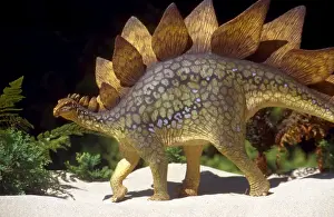 Model Prints: Prehistoric Reconstruction - Stegosauraus Stenops, Jurassic