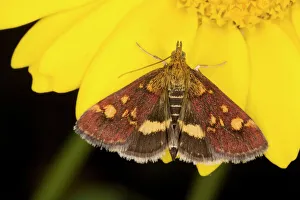 Images Dated 27th July 2007: A pretty micro-moth on Corn Marigold : Pyrausta purpuralis, Dorset