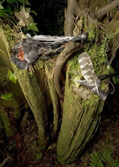Barred Gallery: Prey and feather of a barred owl, Strix