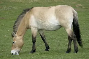 Wildlife Park Prints: Prezwalski Horse - Grazing Highland Wildlife Park Scotland, UK