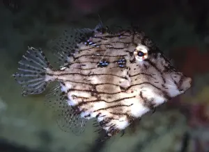 Prickly Leatherjacket, western Pacific coasts