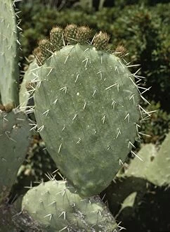 Images Dated 28th July 2004: Prickly Pear Cactus
