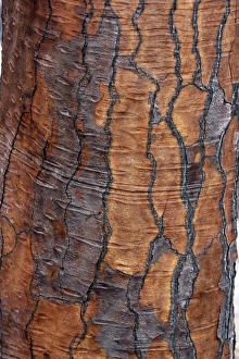 Images Dated 15th April 2005: Prickly pear Cactus - close-up of trunk. Santa Fe Island - Galapagos Islands