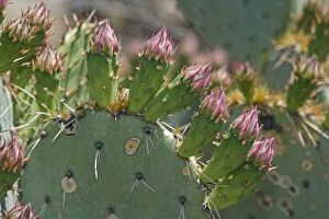 Images Dated 21st April 2007: Prickly Pear Cactus Flower Buds in Sonoran Desert - Arizona - Close-up showing spines