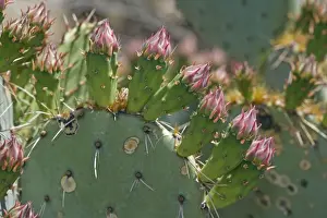 Cacti Prints: Prickly Pear Cactus Flower Buds in Sonoran Desert - Arizona - Close-up showing spines