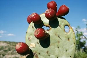 Images Dated 28th July 2004: Prickly Pear Cactus With fruits