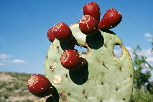 Images Dated 28th July 2004: Prickly Pear Cactus With fruits