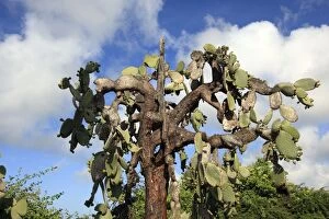 Prickly pear Cactus - Santa cruz Island