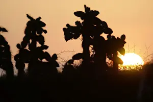 Prickly Pear Prints: Prickly pear Cactus. Santa Cruz Island. Cerro Dragon. Galapagos Islands