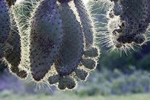 Images Dated 14th April 2005: Prickly pear Cactus. Santa Cruz Island - Cerro Dragon - Galapagos Islands