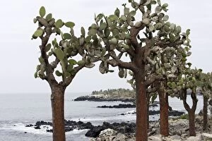 Images Dated 15th April 2005: Prickly pear Cactus. Santa Fe Island. Galapagos Islands
