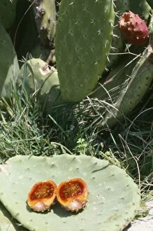 Images Dated 16th June 2006: Prickly Pear Cactus - showing fruit in section